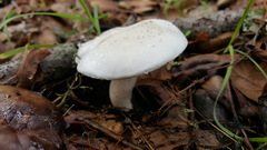 Hygrophorus eburneus image