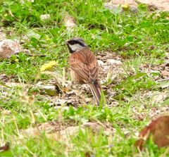 Emberiza stewarti