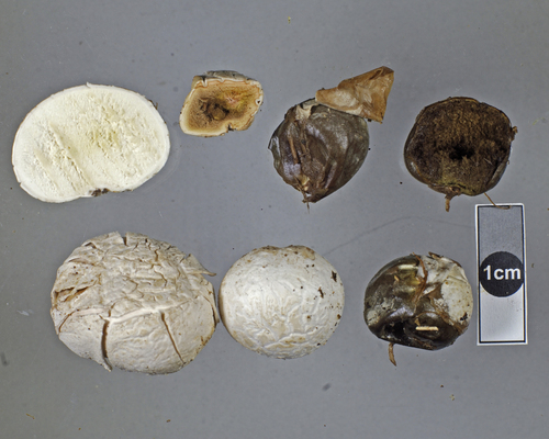 Lead-grey Puffball