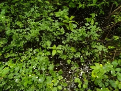 Thalictrum flavum