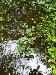 Thalictrum flavum