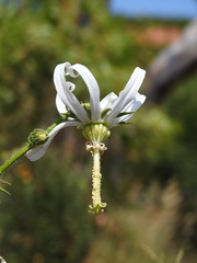 Michauxia campanuloides