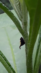 Enchenopa anseriformis