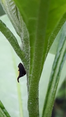 Enchenopa anseriformis