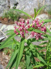 Asclepias incarnata incarnata