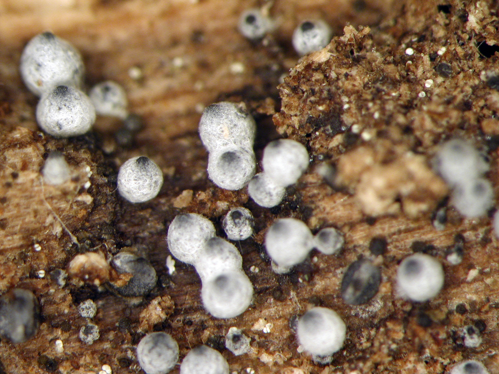Lasiosphaeria sorbina
