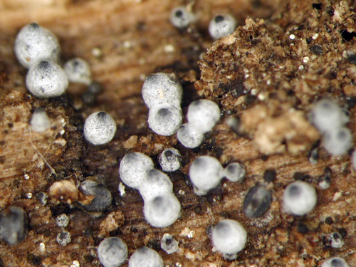 Lasiosphaeria sorbina image