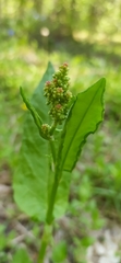 Rumex acetosa