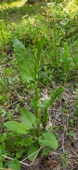Rumex acetosa