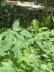 Calopteryx splendens