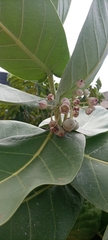 Calotropis procera image