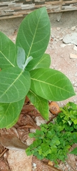 Calotropis procera image