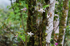 Dendrobium centrale