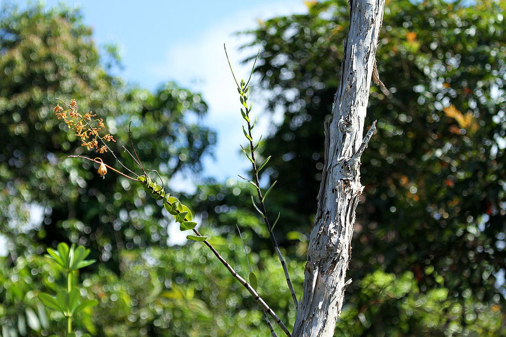Dendrobium tangerinum P.J.Cribb
