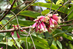Tecomanthe dendrophila
