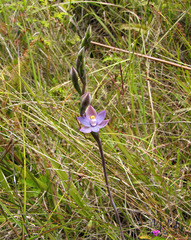 Thelymitra papuana