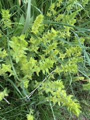 Cruciata laevipes
