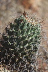 Coryphantha octacantha