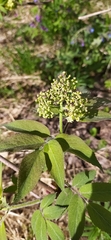 Sambucus sibirica