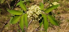 Sambucus sibirica