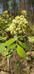 Sambucus sibirica
