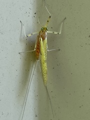 Stenacron interpunctatum interpunctatum