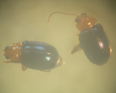 Monomacra