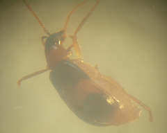 Luperodes