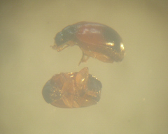 Parasyphraea