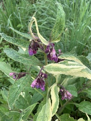 Symphytum officinale