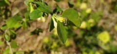 Lonicera caerulea pallasii