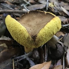 Boletus subtomentosus image