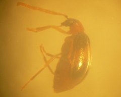 Luperodes