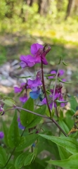 Lathyrus vernus