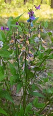 Lathyrus vernus