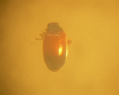 Parasyphraea