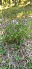 Lathyrus vernus