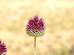 Allium phanerantherum