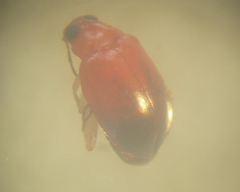 Parasyphraea