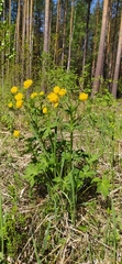 Trollius europaeus