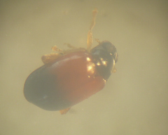 Parasyphraea
