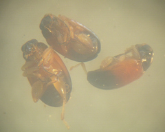 Parasyphraea