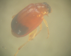 Parasyphraea