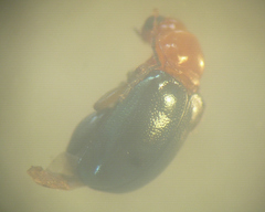 Syphrea