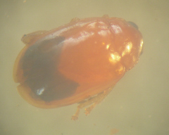 Parasyphraea