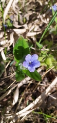 Pulmonaria mollis