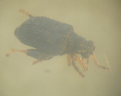 Hypolampsis