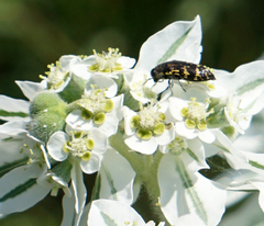 Acmaeodera mixta