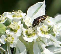 Acmaeodera mixta