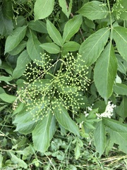 Sambucus nigra